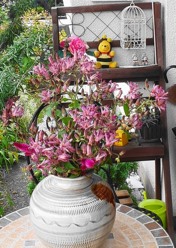 海老名教会玄関の花