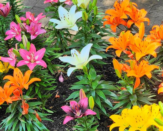 ゆりの花