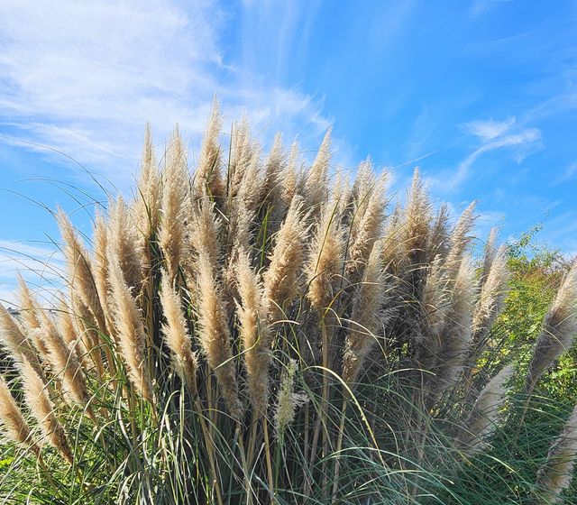 パンパスグラス